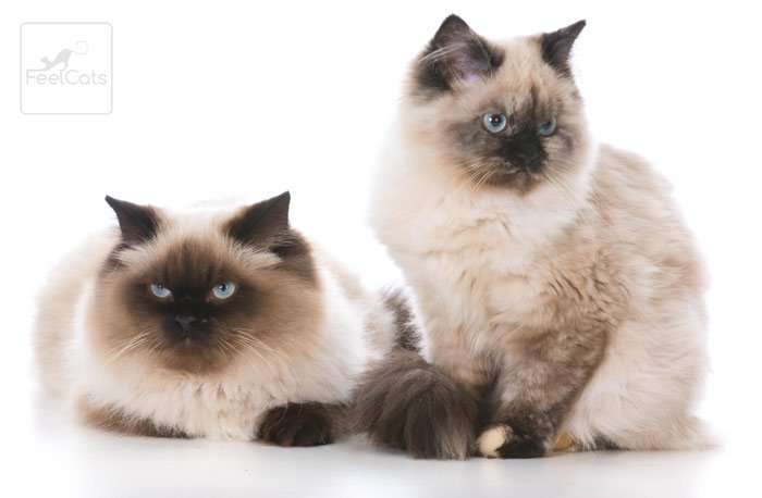 El Gato Ragdoll una raza muy amorosa y dócil