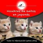 Nombres Para Gatos En Japon S Significado Feelcats