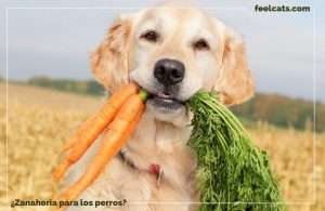 Los Perros Pueden Comer Zanahorias Cruda O Cocida Feelcats