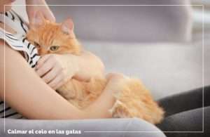 Calmar A Una Gata En Celo Qu Hacer Feelcats