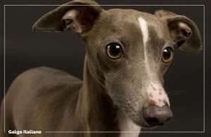 Galgo Italiano Descubre Al Galgo En Miniatura Adorable FeelCats