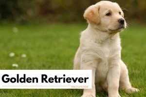 Por Qu El Golden Retriever Es La Raza Perfecta Para Ti Feelcats