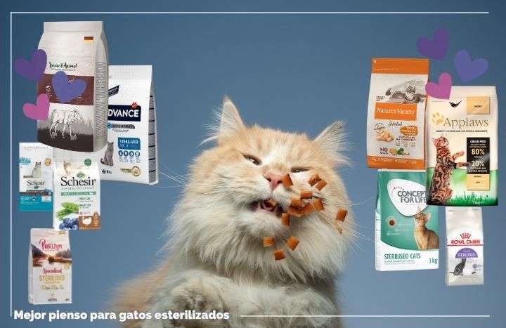 Piensos Para Gatos Esterilizados Mejor Top Feelcats