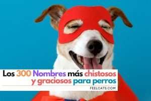 Nombres Chistosos Para Perros Top M S Graciosos Feelcats