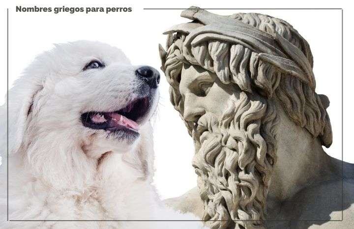 Nombres Griegos Para Perros Dioses Y Diosas Feelcats