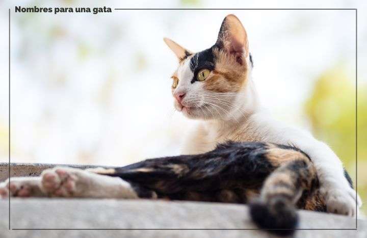 Nombres Top Para Gatos Hembra Feelcats