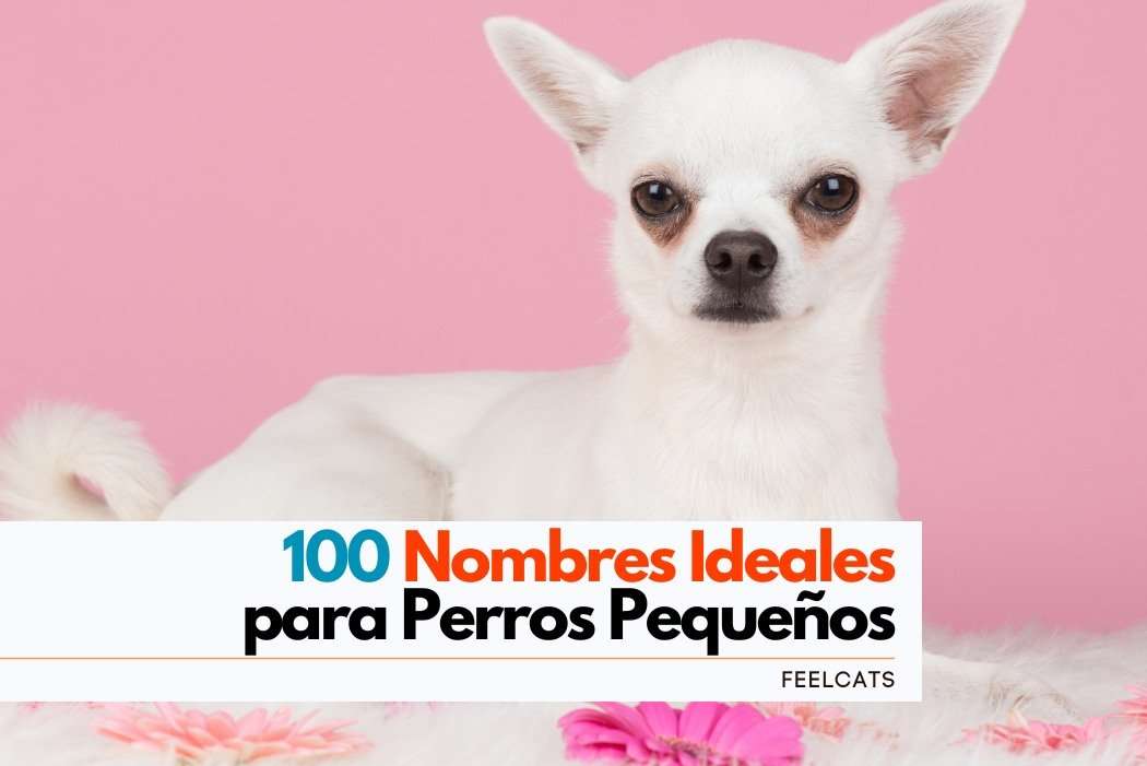 100 Nombres TOP para Perros Pequeños FeelCats