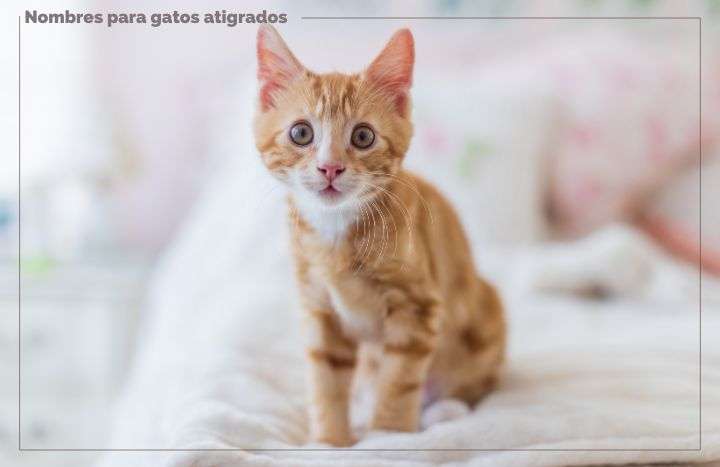 Nombres Muy Top Para Gatos Atigrados Feelcats