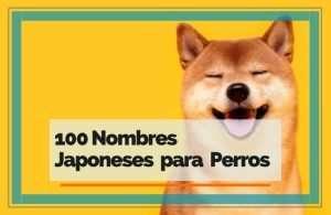 Nombres Japoneses Para Perros Con Significado Feelcats