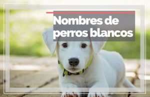 Nombres Para Perros Blancos Los TOP 100 FeelCats