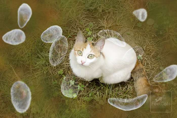 La toxoplasmosis es una enfermedad que se produce como consecuencia de una infección por el parásito Toxoplasma gondii,  comú