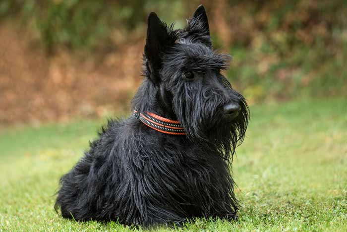 Terrier Escocés, 13 curiosidades del perro escocés | FeelCats