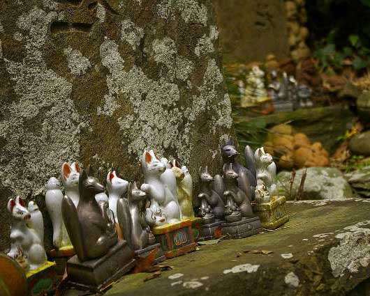 Santuario de gatos en la isla de Tashirojima