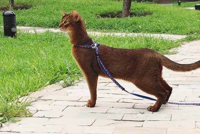 gato-abisinio-de-paseo