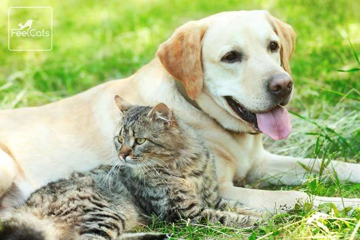 antiparasitario-gato-perro