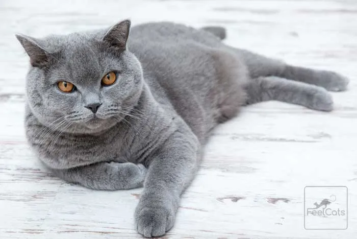 gatos-grises-british-shorthair