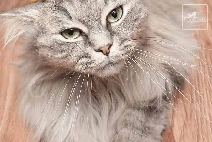 gato-gris-pelo-largo