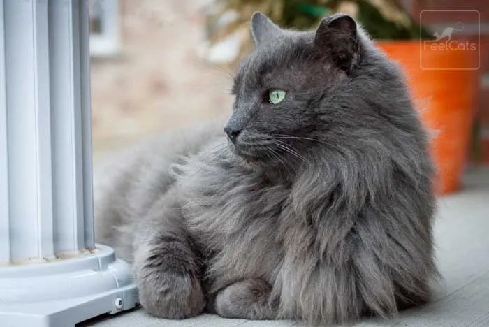 gato-gris-nebelung