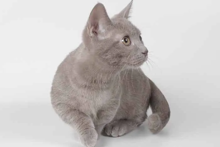 gato-gris-pequeno