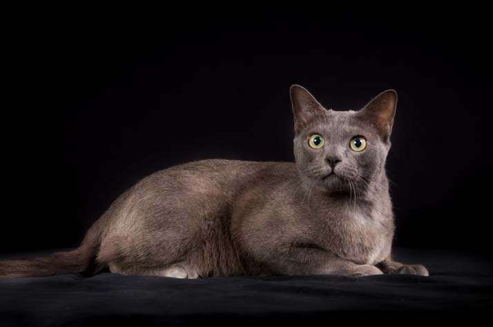 korat-raza-gatos