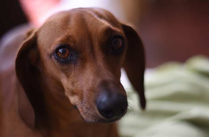 Mirada de perro salchicha, fiel y cariñoso