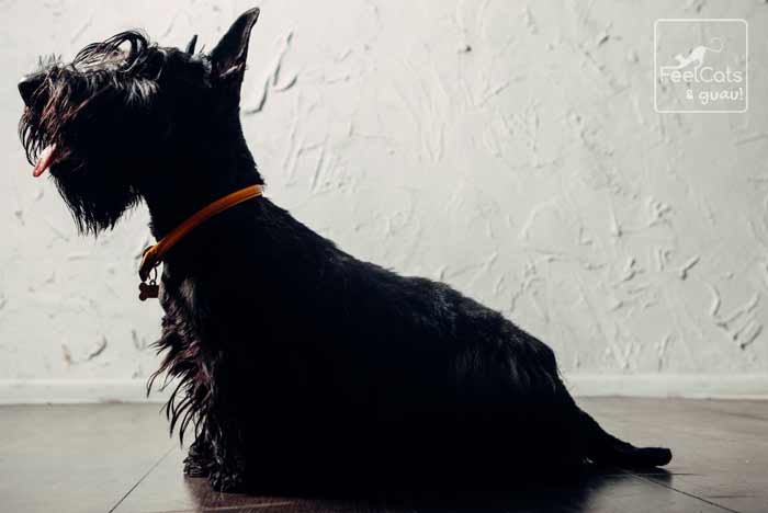 perro escocés con collar naranja, que tiene forma de hueso