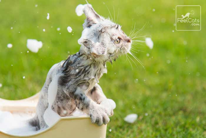 gato en el agua y bañar