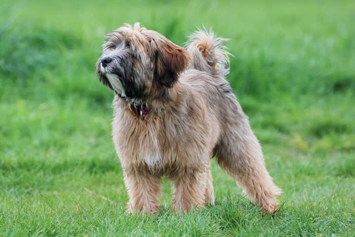 los terriers tibetanos son hereditarios