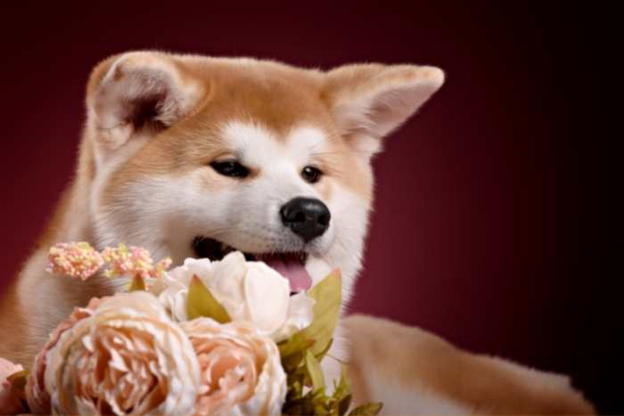 joven akita inu, con flores