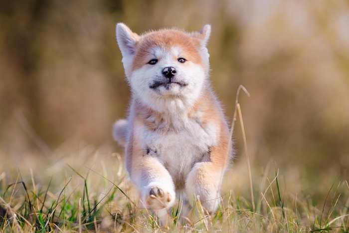 perro akita inu joven, jugando