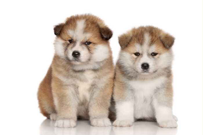 perritos akita inu