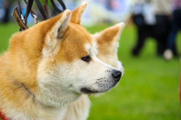 el akita inu es un perro fiel