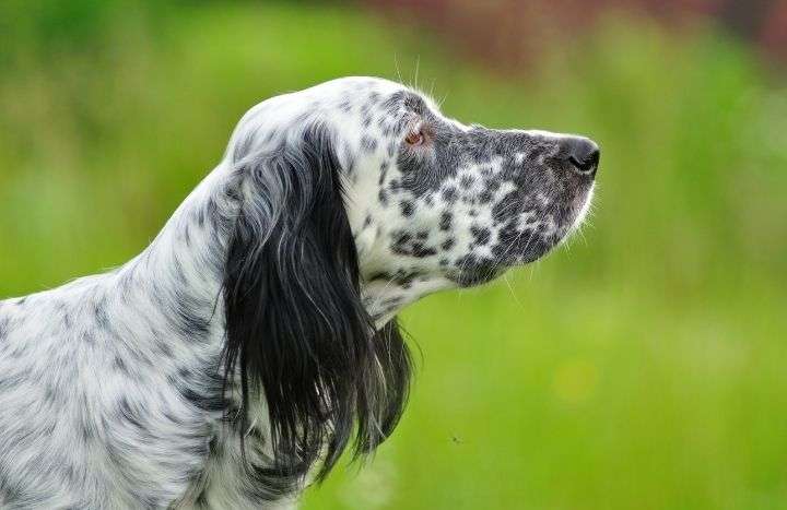 Setter Inglés. 10 curiosidades de esta raza | FeelCats