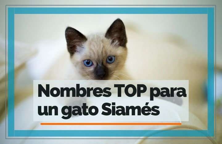 Nombres Para Gato Siamés Macho And Hembra Feelcats