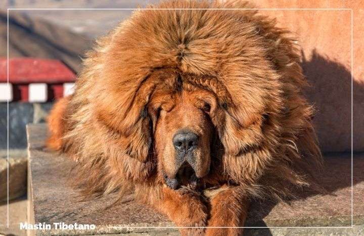 son leales los mastines tibetanos