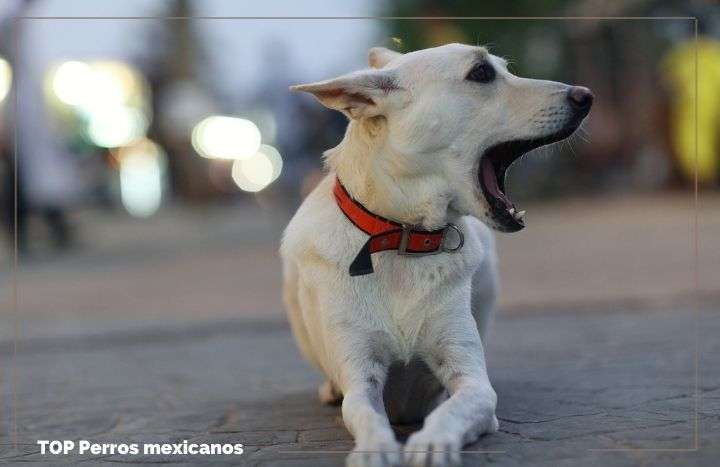 Top Razas De Perros Mexicanos Y Sus Curiosidades Feelcats