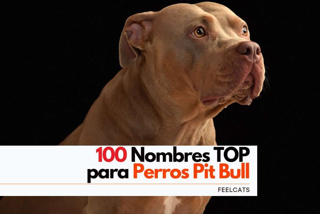 Nombres Para Perros Pitbull M S Top Feelcats